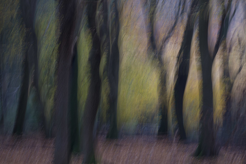 NL19FL005 DancingTrees.jpg :: Dancing Trees