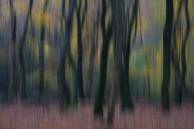 NL19FL006 DancingTrees2.jpg :: Dancing Trees 2