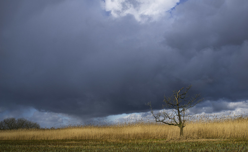 NL19L002 LonelyTree.jpg :: Lonely Tree