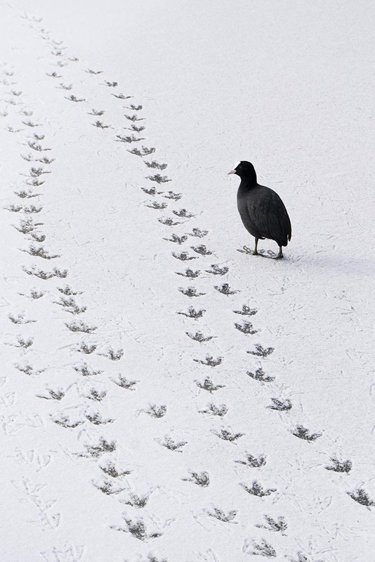 NL21F001 BirdPrints.jpg :: Bird Printed 2