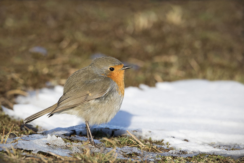 NL21F003 Robin.jpg :: Robin
