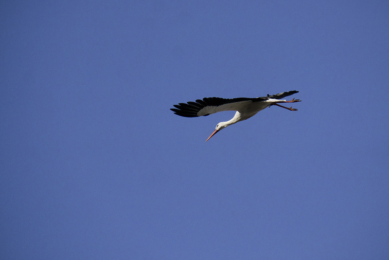 NL21F004 Stork.jpg :: Stork in Flight