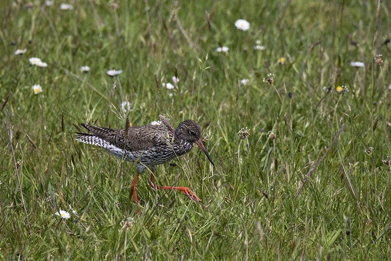 NL21F005 Tureluur.jpg :: Redshank