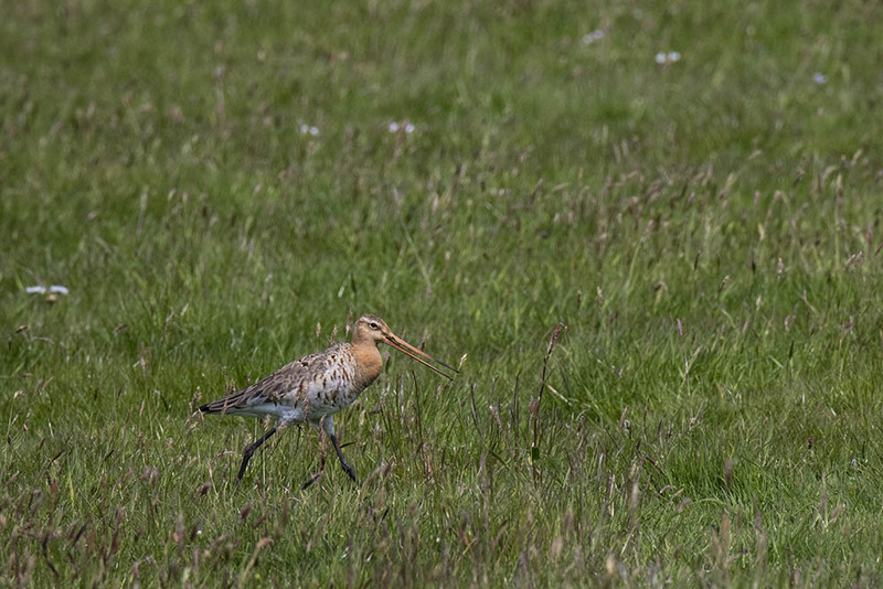 NL21F006 Grutto.jpg :: black-tailed godwit