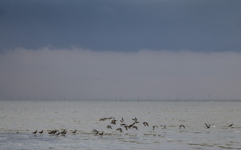 NL21F007 WaddenSea.jpg :: Wadden Sea