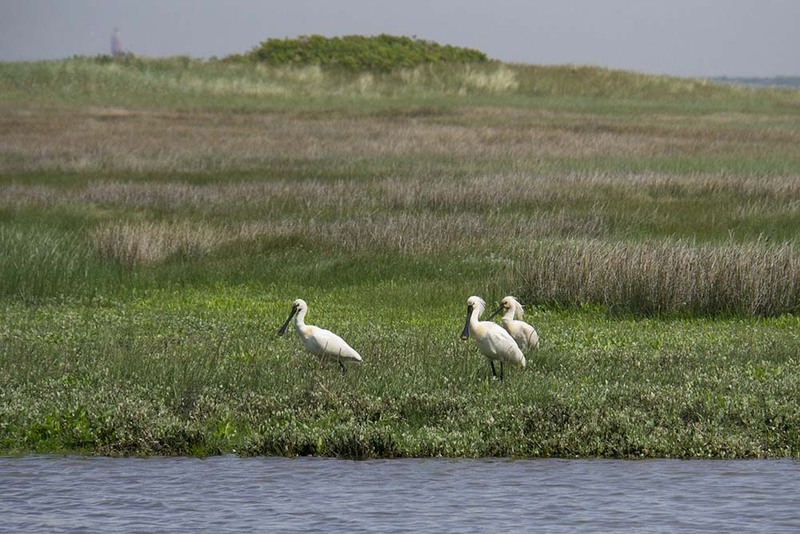 NL21F008 Texel.jpg :: Spoonbills - Texel