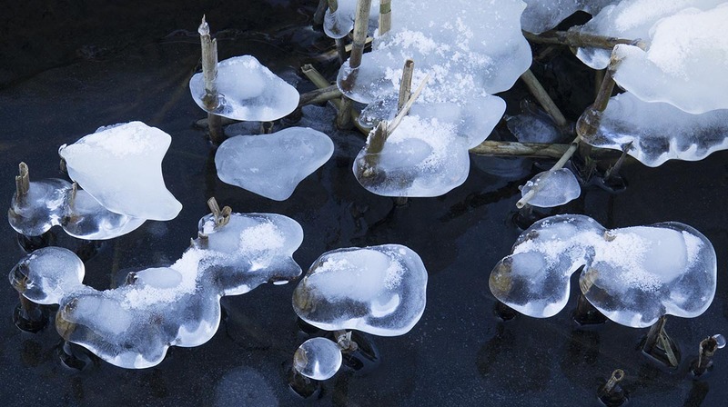 NL21FL001 IcySticks.jpg :: Iced Reed Stalks