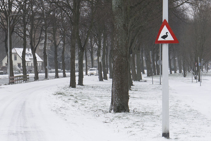 NL21R 001 Goose.jpg :: Goose Crossing