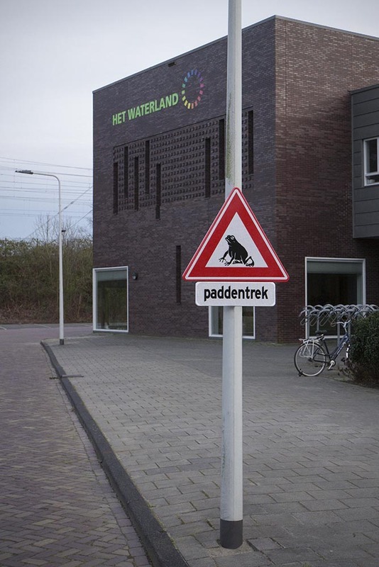 NL21R 002 ToadMigration1.jpg