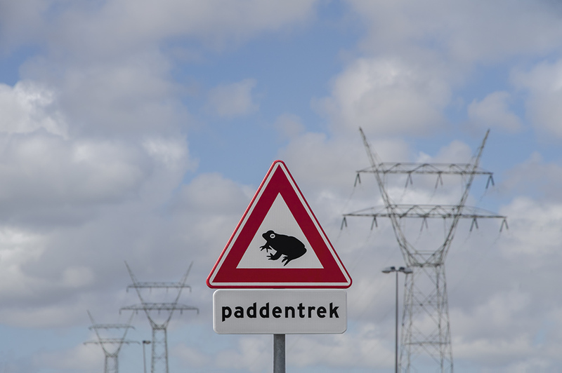 NL21R 003 ToadMigration2.jpg :: Toad Migration 2