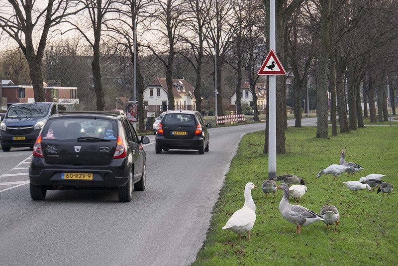 NL21R 012 GooseSign.jpg :: Geese Crossing
