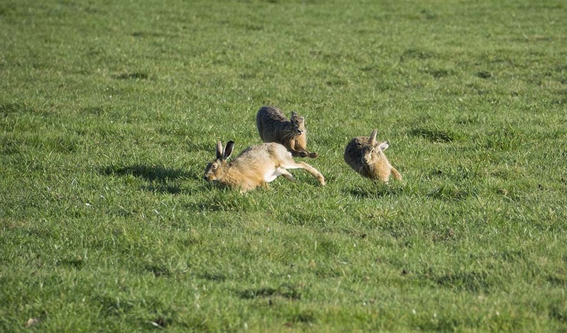 NL22F 002 RattlingHares.jpg :: Rattling Hares