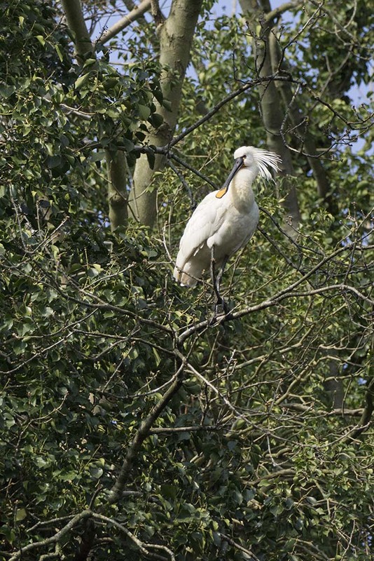 NL22F 004 Spoonbill.jpg :: Spoonbill Vogueing