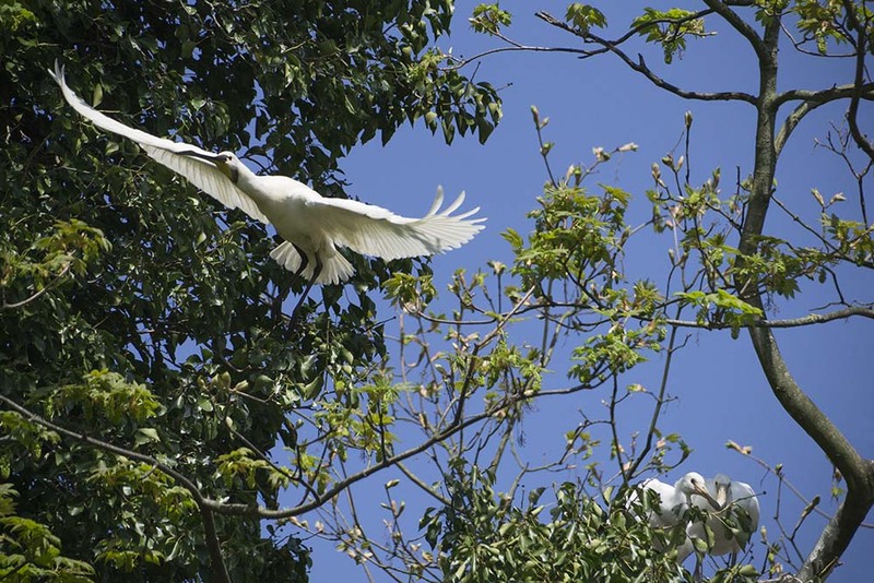 NL23F 002 SpoonbillFamily.jpg :: Spoonbill Family