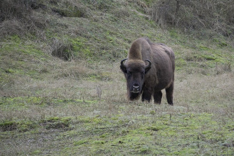 NL24F001 Kennemerland.jpg :: European bison - Nationaal Park Zuid Kennemerland