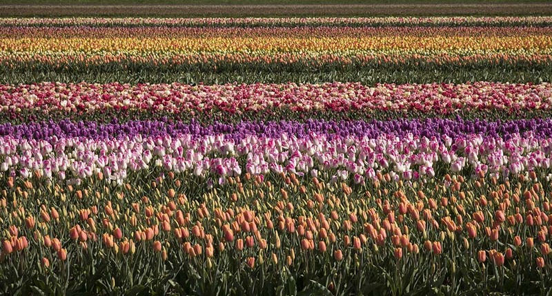 NL24FL 001 Tulipfield.jpg :: Tulip field 2