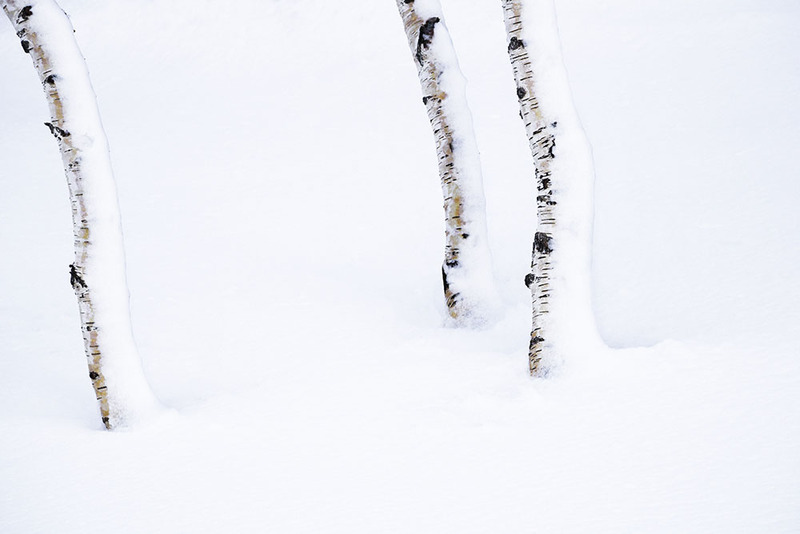 NO2022 022 SnowBirches.jpg :: Snow Birches