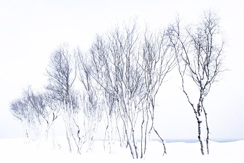 NO2022 025 SnowBirches.jpg :: Snow Birches
