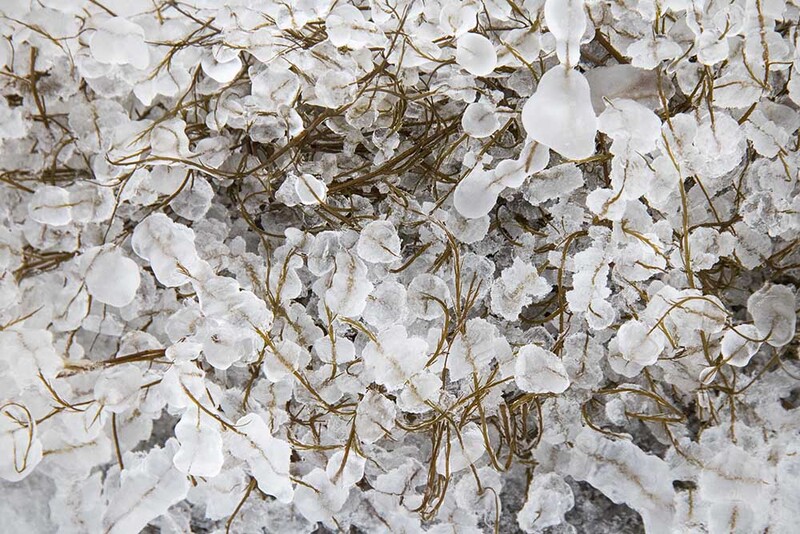 NO2022_023 Frozen.jpg :: Frozen Seaweed