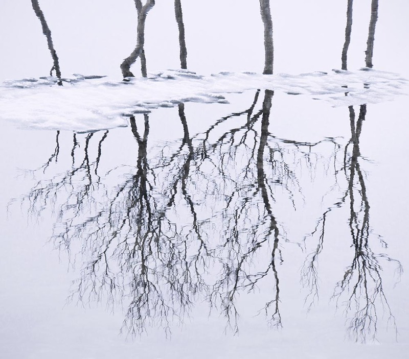 NO2025_002 TreeReflection.jpg
