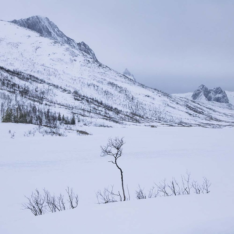 NO2025_006 MountainTree.jpg
