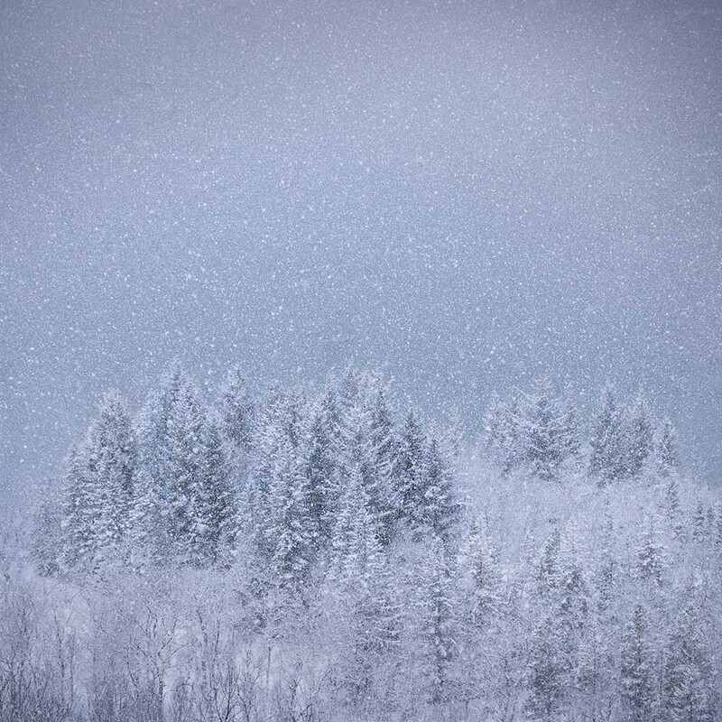 NO2025_009 SnowTrees.jpg
