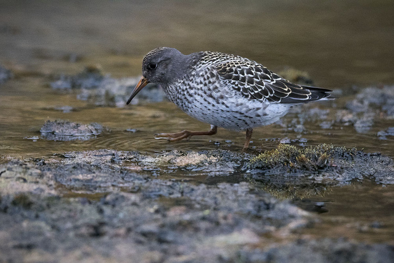 SJ2019_021w PurpleSandpiper.jpg :: Purple Sandpiper