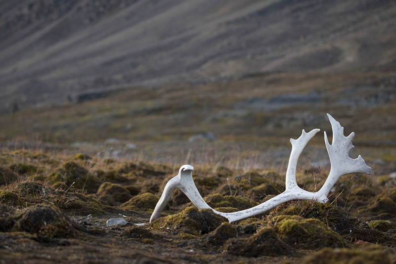 SJ2019_029 ReindeerAntler.jpg :: Reindeer Antler