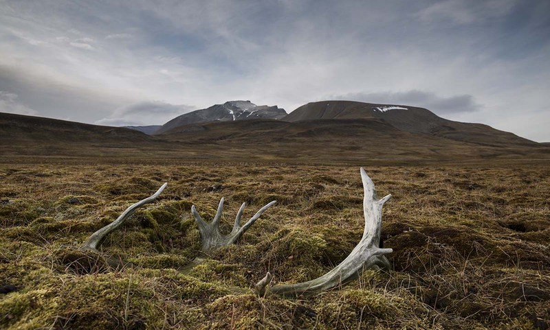 SJ2019_042 ReindeerAntler.jpg :: Antlerscape