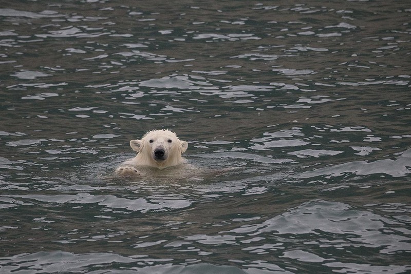 SJ2019_054 PolarBear No7-2.jpg :: Polar Bear 1