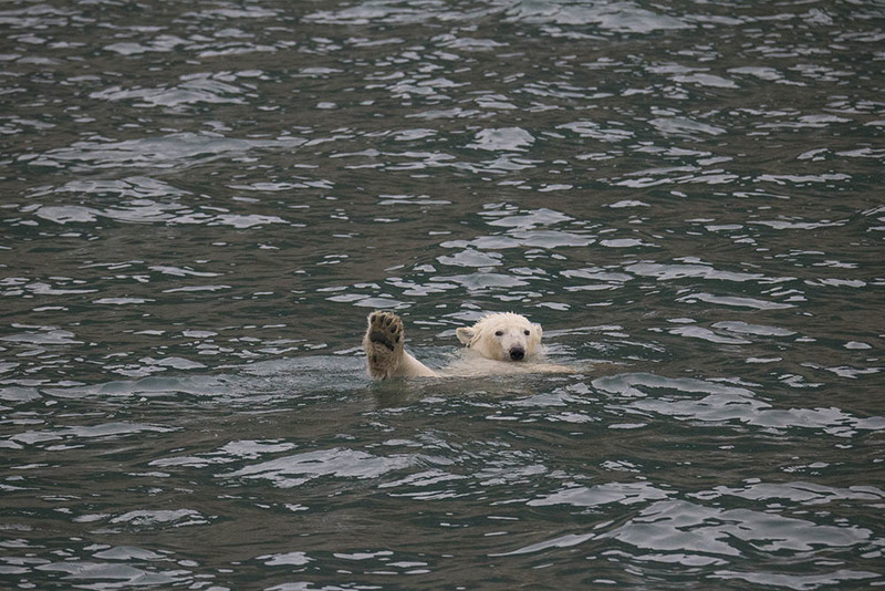 SJ2019_055PolarBear3.jpg :: Polar Bear 3