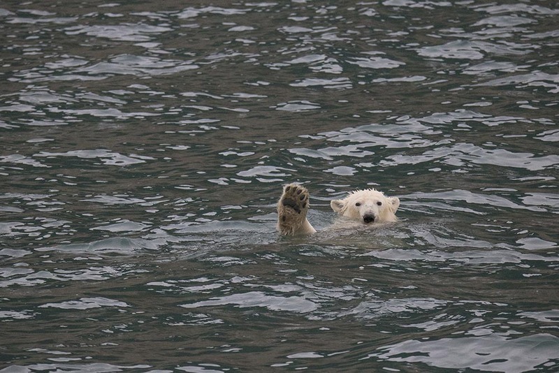 SJ2019_056w PolarBear4.jpg :: Polar Bear 4