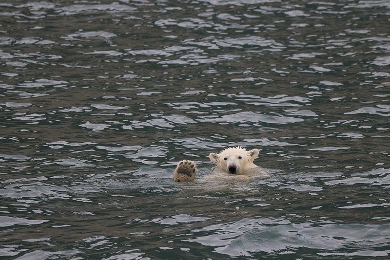 SJ2019_057 PolarBear No7-5.jpg :: Polar Bear 4