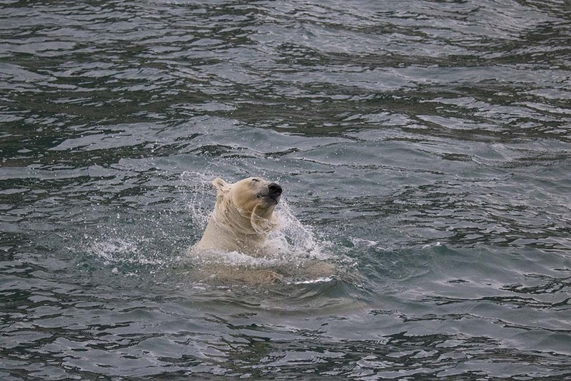 SJ2019_058 Splash.jpg :: Splasing Polar Bear