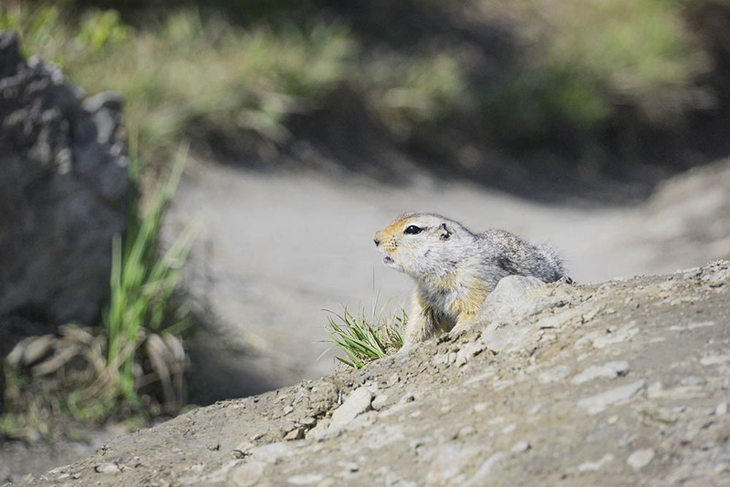 US2025 007 Denalisquirrel.jpg :: Artic ground squirrel