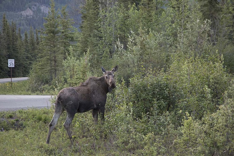 US2025 008 Moose.jpg :: Moose in Denali National Park