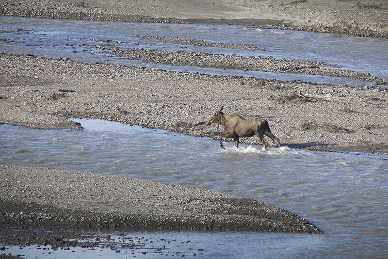 US2025 009 Moose.jpg :: Moose in Denali National Park
