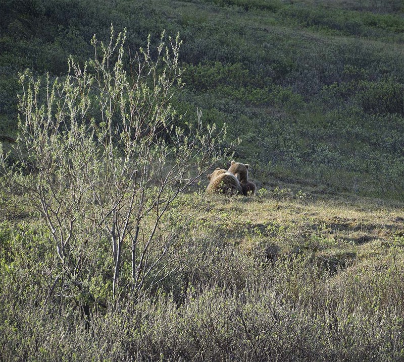 US2025 011 GrizzlySownCub.jpg :: Grizzly Sow & Cub