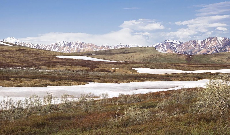 US2025 011 SpringDenaliNP.jpg :: Denali National Park
