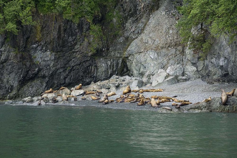 US2025 035 StellerSeaLions.jpg :: Steller Sea Lions