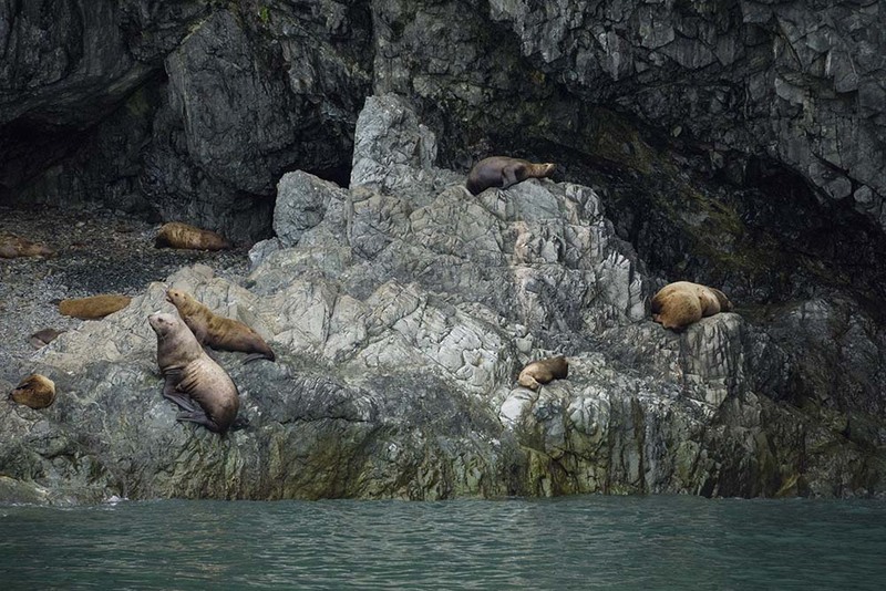 US2025 036 StellerSeaLions.jpg :: Steller Sea Lions