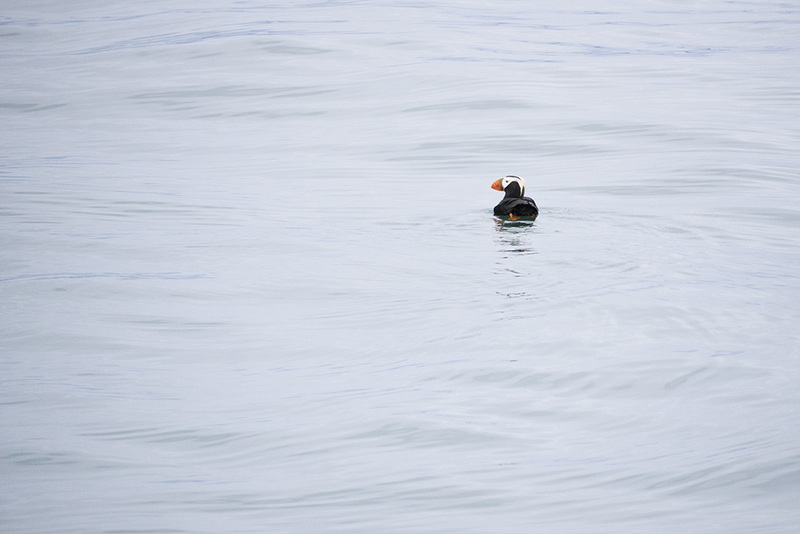 US2025 038 Fratercula Cirrhata.jpg :: Tufted Puffin
