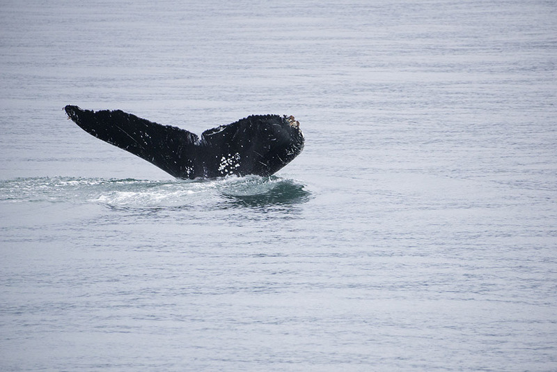 US2025 039 HumpbackWhale.jpg :: Humpback Whale