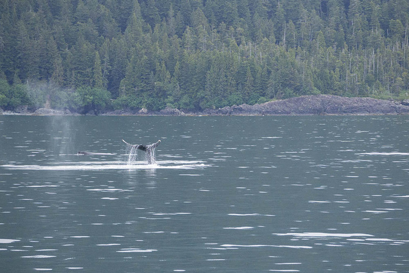 US2025 040 HumpbackWhales.jpg :: Humpback Whales