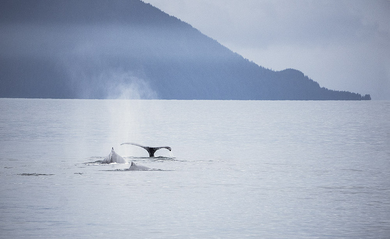 US2025 041 WhaleTrio.jpg :: Humpback Whales 