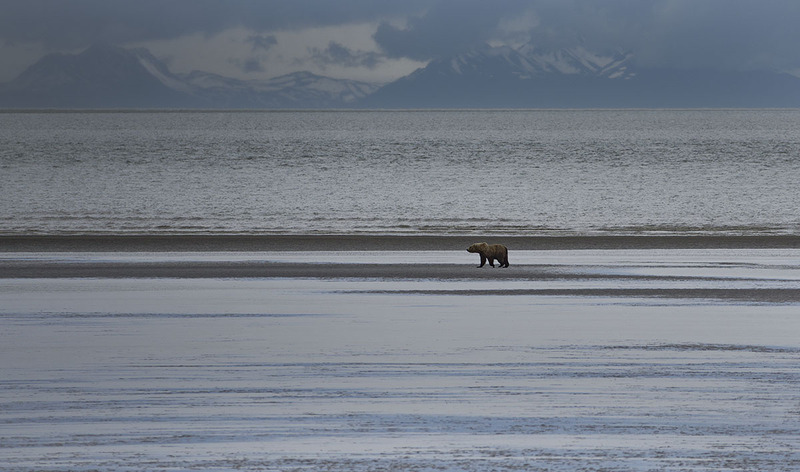 US2025 056 BrownBear.jpg :: Coastal Brown Bear in Lake Clark National Park