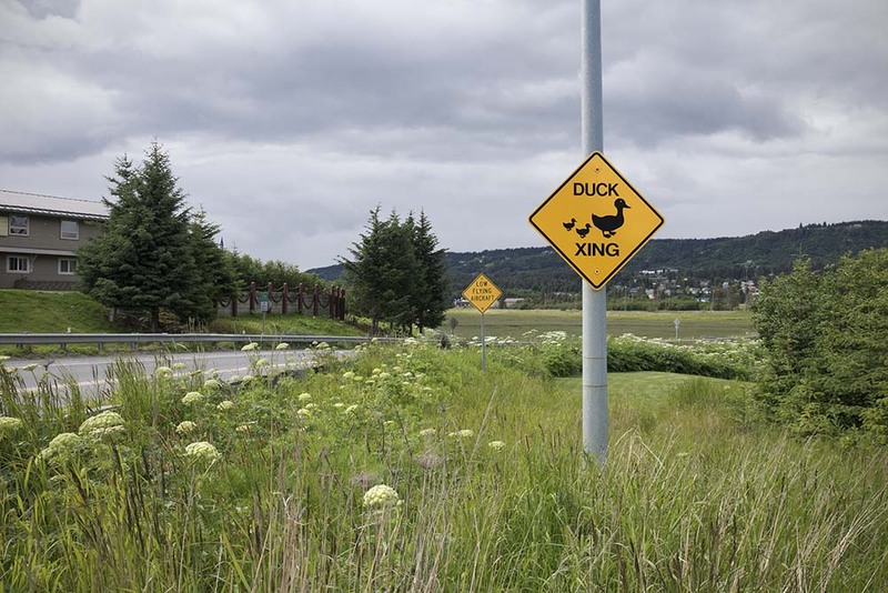 US2025 062 DuckCrossing.jpg :: Duck Crossing