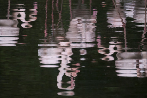 NL_WDFA001 Flamingos.jpg