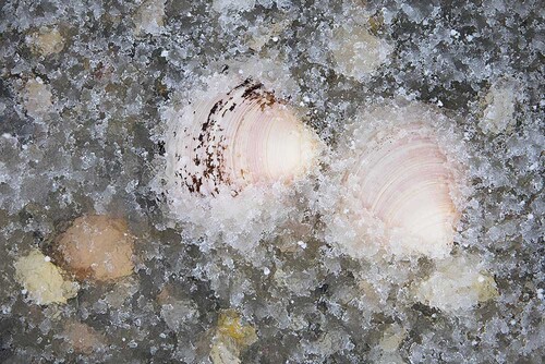 NO2022 028 FrozenSeaShells.jpg