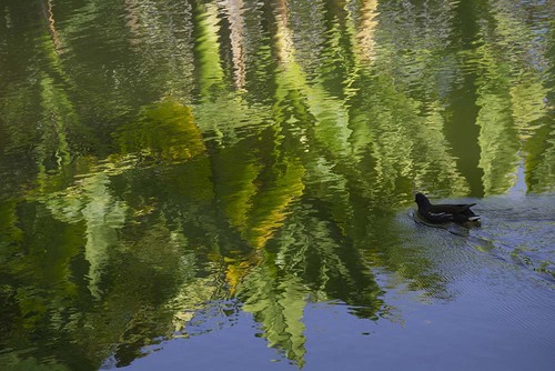 ES2024 001 WaterPalms.jpg